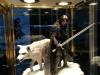nytf_darkhorse-3